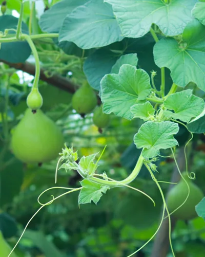 Indian Round Gourd Recipe (Tinda)