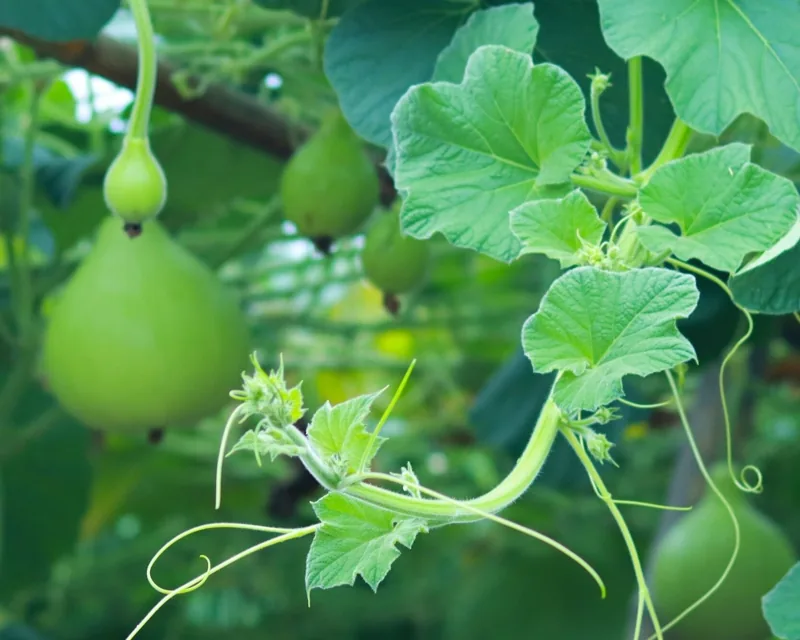 Indian Round Gourd Recipe (Tinda)
